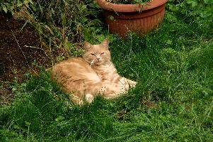 Belis the Cat, cat, outdoors, animal, switzerland, belis, village, tom, lurking, berschis, pet, swiss, furry, schweiz, garden, mammal, ginger, resting, mountains, lying, cute. fluffy, tomcat, lawn grass, alpine, alps, cottage, daylight, hunter, predator, ginger, swiss, cute, alpine, alps, garden, belis, animal, cat, marmalade, mountains, furry, berschis, lawn, fluffy, tom, lying, daylight, chilling, relaxation, daytime, tomcat, outdoors, switzerland, cottage, village, relaxing, sleep