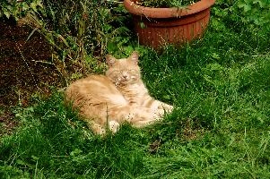 Belis the Cat, cat, outdoors, animal, switzerland, belis, village, tom, lurking, berschis, pet, swiss, furry, schweiz, garden, mammal, ginger, resting, mountains, lying, cute. fluffy, tomcat, lawn grass, alpine, alps, cottage, daylight, hunter, predator, ginger, swiss, cute, alpine, alps, garden, belis, animal, cat, marmalade, mountains, furry, berschis, lawn, fluffy, tom, lying, daylight, chilling, relaxation, daytime, tomcat, outdoors, switzerland, cottage, village, relaxing, sleep