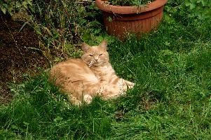 Belis the Cat, cat, outdoors, animal, switzerland, belis, village, tom, lurking, berschis, pet, swiss, furry, schweiz, garden, mammal, ginger, resting, mountains, lying, cute. fluffy, tomcat, lawn grass, alpine, alps, cottage, daylight, hunter, predator, ginger, swiss, cute, alpine, alps, garden, belis, animal, cat, marmalade, mountains, furry, berschis, lawn, fluffy, tom, lying, daylight, chilling, relaxation, daytime, tomcat, outdoors, switzerland, cottage, village, relaxing, sleep