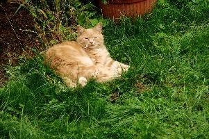 Belis the Cat, cat, outdoors, animal, switzerland, belis, village, tom, lurking, berschis, pet, swiss, furry, schweiz, garden, mammal, ginger, resting, mountains, lying, cute. fluffy, tomcat, lawn grass, alpine, alps, cottage, daylight, hunter, predator, ginger, swiss, cute, alpine, alps, garden, belis, animal, cat, marmalade, mountains, furry, berschis, lawn, fluffy, tom, lying, daylight, chilling, relaxation, daytime, tomcat, outdoors, switzerland, cottage, village, relaxing, sleep