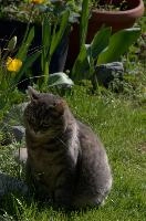 Gandhi the cat in garden, null