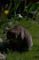 Gandhi the cat in garden, null
