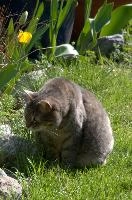 Gandhi the cat in garden, null
