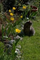 Gandhi the cat in garden, null