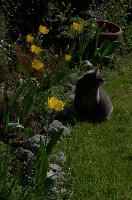 Gandhi the cat in garden, null