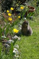 Gandhi the cat in garden, null