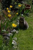 Gandhi the cat in garden, null