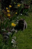 Gandhi the cat in garden, null