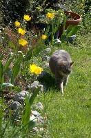 Gandhi the cat in garden, null