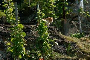 dsc_215947.jpg