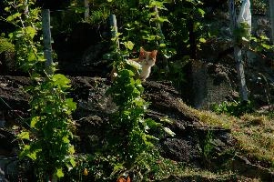 dsc_215951.jpg