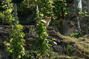 dsc_215952.jpg