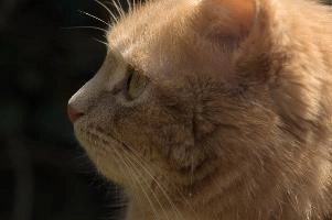 Amber-eyed ginger tomcat called Belis; portrait of face in sunlight, tom, cute, ginger, furry, pet, fur, animal, face, moggy, eyes, garden, amber, tabby, feline, cat, swiss, pretty, walenstadt, switzerland, fluffy, berschis, belis, beautiful,  portrait of face in sunlight