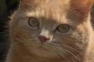 Amber-eyed ginger tomcat called Belis; portrait of face in sunlight, tom, cute, ginger, furry, pet, fur, animal, face, moggy, eyes, garden, amber, tabby, feline, cat, swiss, pretty, walenstadt, switzerland, fluffy, berschis, belis, beautiful,  portrait of face in sunlight