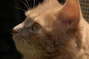 Amber-eyed ginger tomcat called Belis; portrait of face in sunlight, tabby, cute, moggy, furry, animal, fur, pet, face, belis, eyes, tom, amber, ginger, feline, cat, swiss, pretty, walenstadt, switzerland, fluffy, berschis, garden, beautiful,  portrait of face in sunlight