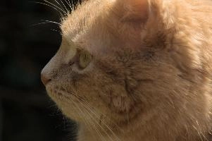 Amber-eyed ginger tomcat called Belis; portrait of face in sunlight, tabby, cute, moggy, furry, animal, fur, pet, face, belis, eyes, tom, amber, ginger, feline, cat, swiss, pretty, walenstadt, switzerland, fluffy, berschis, garden, beautiful,  portrait of face in sunlight