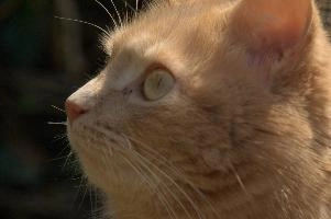 Amber-eyed ginger tomcat called Belis; portrait of face in sunlight, tom, cute, ginger, furry, pet, fur, animal, face, moggy, eyes, garden, amber, tabby, feline, cat, swiss, pretty, walenstadt, switzerland, fluffy, berschis, belis, beautiful,  portrait of face in sunlight