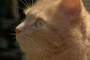 Amber-eyed ginger tomcat called Belis; portrait of face in sunlight, tom, cute, ginger, furry, pet, fur, animal, face, moggy, eyes, garden, amber, tabby, feline, cat, swiss, pretty, walenstadt, switzerland, fluffy, berschis, belis, beautiful,  portrait of face in sunlight