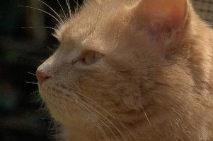 Amber-eyed ginger tomcat called Belis; portrait of face in sunlight, tom, cute, ginger, furry, pet, fur, animal, face, moggy, eyes, garden, amber, tabby, feline, cat, swiss, pretty, walenstadt, switzerland, fluffy, berschis, belis, beautiful,  portrait of face in sunlight
