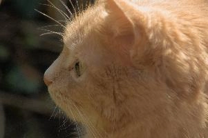 Amber-eyed ginger tomcat called Belis; portrait of face in sunlight, tom, cute, ginger, furry, pet, fur, animal, face, moggy, eyes, garden, amber, tabby, feline, cat, swiss, pretty, walenstadt, switzerland, fluffy, berschis, belis, beautiful,  portrait of face in sunlight