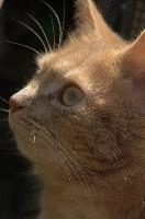 Amber-eyed ginger tomcat called Belis; portrait of face in sunlight, tabby, cute, moggy, furry, animal, fur, pet, face, belis, eyes, tom, amber, ginger, feline, cat, swiss, pretty, walenstadt, switzerland, fluffy, berschis, garden, beautiful,  portrait of face in sunlight