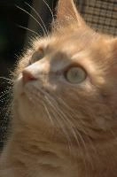 Amber-eyed ginger tomcat called Belis; portrait of face in sunlight, tom, cute, ginger, furry, pet, fur, animal, face, moggy, eyes, garden, amber, tabby, feline, cat, swiss, pretty, walenstadt, switzerland, fluffy, berschis, belis, beautiful,  portrait of face in sunlight