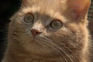 Amber-eyed ginger tomcat called Belis; portrait of face in sunlight, tabby, cute, moggy, furry, animal, fur, pet, face, belis, eyes, tom, amber, ginger, feline, cat, swiss, pretty, walenstadt, switzerland, fluffy, berschis, garden, beautiful,  portrait of face in sunlight