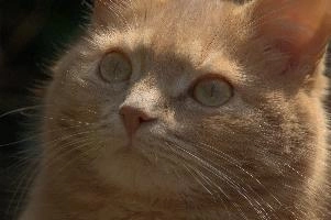 Amber-eyed ginger tomcat called Belis; portrait of face in sunlight, tom, cute, ginger, furry, pet, fur, animal, face, moggy, eyes, garden, amber, tabby, feline, cat, swiss, pretty, walenstadt, switzerland, fluffy, berschis, belis, beautiful,  portrait of face in sunlight