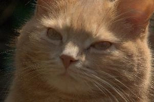 Amber-eyed ginger tomcat called Belis; portrait of face in sunlight, tom, cute, ginger, furry, pet, fur, animal, face, moggy, eyes, garden, amber, tabby, feline, cat, swiss, pretty, walenstadt, switzerland, fluffy, berschis, belis, beautiful,  portrait of face in sunlight