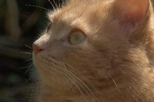 Amber-eyed ginger tomcat called Belis; portrait of face in sunlight, tom, cute, ginger, furry, pet, fur, animal, face, moggy, eyes, garden, amber, tabby, feline, cat, swiss, pretty, walenstadt, switzerland, fluffy, berschis, belis, beautiful,  portrait of face in sunlight
