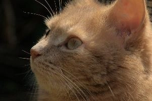 Amber-eyed ginger tomcat called Belis; portrait of face in sunlight, tom, cute, ginger, furry, pet, fur, animal, face, moggy, eyes, garden, amber, tabby, feline, cat, swiss, pretty, walenstadt, switzerland, fluffy, berschis, belis, beautiful,  portrait of face in sunlight