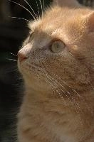 Amber-eyed ginger tomcat called Belis; portrait of face in sunlight, tom, cute, ginger, furry, pet, fur, animal, face, moggy, eyes, garden, amber, tabby, feline, cat, swiss, pretty, walenstadt, switzerland, fluffy, berschis, belis, beautiful,  portrait of face in sunlight