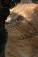 Amber-eyed ginger tomcat called Belis; portrait of face in sunlight, tabby, cute, moggy, furry, animal, fur, pet, face, belis, eyes, tom, amber, ginger, feline, cat, swiss, pretty, walenstadt, switzerland, fluffy, berschis, garden, beautiful,  portrait of face in sunlight
