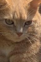Amber-eyed ginger tomcat called Belis; portrait of face in sunlight, tabby, cute, moggy, furry, animal, fur, pet, face, belis, eyes, tom, amber, ginger, feline, cat, swiss, pretty, walenstadt, switzerland, fluffy, berschis, garden, beautiful,  portrait of face in sunlight