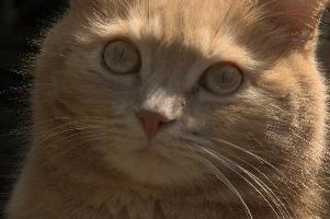 Amber-eyed ginger tomcat called Belis; portrait of face in sunlight, tom, cute, ginger, furry, pet, fur, animal, face, moggy, eyes, garden, amber, tabby, feline, cat, swiss, pretty, walenstadt, switzerland, fluffy, berschis, belis, beautiful,  portrait of face in sunlight