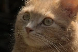 Amber-eyed ginger tomcat called Belis; portrait of face in sunlight, tom, cute, ginger, furry, pet, fur, animal, face, moggy, eyes, garden, amber, tabby, feline, cat, swiss, pretty, walenstadt, switzerland, fluffy, berschis, belis, beautiful,  portrait of face in sunlight
