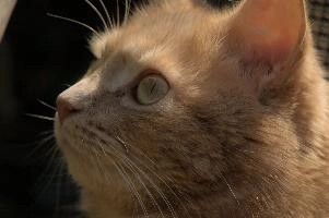 Amber-eyed ginger tomcat called Belis; portrait of face in sunlight, tom, cute, ginger, furry, pet, fur, animal, face, moggy, eyes, garden, amber, tabby, feline, cat, swiss, pretty, walenstadt, switzerland, fluffy, berschis, belis, beautiful,  portrait of face in sunlight
