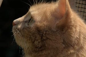 Amber-eyed ginger tomcat called Belis; portrait of face in sunlight, tom, cute, ginger, furry, pet, fur, animal, face, moggy, eyes, garden, amber, tabby, feline, cat, swiss, pretty, walenstadt, switzerland, fluffy, berschis, belis, beautiful,  portrait of face in sunlight
