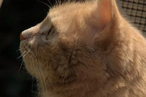 Amber-eyed ginger tomcat called Belis; portrait of face in sunlight, tom, cute, ginger, furry, pet, fur, animal, face, moggy, eyes, garden, amber, tabby, feline, cat, swiss, pretty, walenstadt, switzerland, fluffy, berschis, belis, beautiful,  portrait of face in sunlight