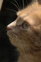 Amber-eyed ginger tomcat called Belis; portrait of face in sunlight, tom, cute, ginger, furry, pet, fur, animal, face, moggy, eyes, garden, amber, tabby, feline, cat, swiss, pretty, walenstadt, switzerland, fluffy, berschis, belis, beautiful,  portrait of face in sunlight