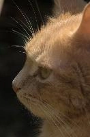 Amber-eyed ginger tomcat called Belis; portrait of face in sunlight, tom, cute, ginger, furry, pet, fur, animal, face, moggy, eyes, garden, amber, tabby, feline, cat, swiss, pretty, walenstadt, switzerland, fluffy, berschis, belis, beautiful,  portrait of face in sunlight