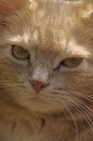 Amber-eyed ginger tomcat called Belis; portrait of face in sunlight, tom, cute, ginger, furry, pet, fur, animal, face, moggy, eyes, garden, amber, tabby, feline, cat, swiss, pretty, walenstadt, switzerland, fluffy, berschis, belis, beautiful,  portrait of face in sunlight