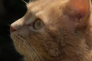 Amber-eyed ginger tomcat called Belis; portrait of face in sunlight, tom, cute, ginger, furry, pet, fur, animal, face, moggy, eyes, garden, amber, tabby, feline, cat, swiss, pretty, walenstadt, switzerland, fluffy, berschis, belis, beautiful,  portrait of face in sunlight