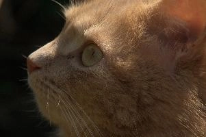 Amber-eyed ginger tomcat called Belis; portrait of face in sunlight, tabby, cute, moggy, furry, animal, fur, pet, face, belis, eyes, tom, amber, ginger, feline, cat, swiss, pretty, walenstadt, switzerland, fluffy, berschis, garden, beautiful,  portrait of face in sunlight