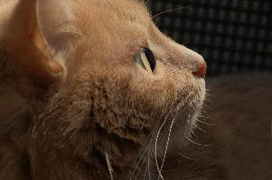 Amber-eyed ginger tomcat called Belis; portrait of face in sunlight, tabby, cute, moggy, furry, animal, fur, pet, face, belis, eyes, tom, amber, ginger, feline, cat, swiss, pretty, walenstadt, switzerland, fluffy, berschis, garden, beautiful,  portrait of face in sunlight