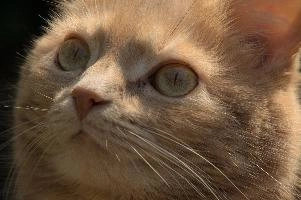 Amber-eyed ginger tomcat called Belis; portrait of face in sunlight, tabby, cute, moggy, furry, animal, fur, pet, face, belis, eyes, tom, amber, ginger, feline, cat, swiss, pretty, walenstadt, switzerland, fluffy, berschis, garden, beautiful,  portrait of face in sunlight