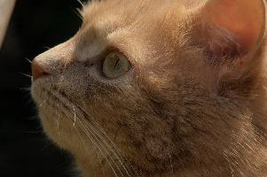 Amber-eyed ginger tomcat called Belis; portrait of face in sunlight, tom, cute, ginger, furry, pet, fur, animal, face, moggy, eyes, garden, amber, tabby, feline, cat, swiss, pretty, walenstadt, switzerland, fluffy, berschis, belis, beautiful,  portrait of face in sunlight