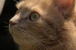 Amber-eyed ginger tomcat called Belis; portrait of face in sunlight, tom, cute, ginger, furry, pet, fur, animal, face, moggy, eyes, garden, amber, tabby, feline, cat, swiss, pretty, walenstadt, switzerland, fluffy, berschis, belis, beautiful,  portrait of face in sunlight