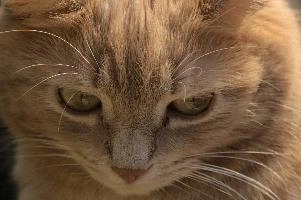 Amber-eyed ginger tomcat called Belis; portrait of face in sunlight, tabby, cute, moggy, furry, animal, fur, pet, face, belis, eyes, tom, amber, ginger, feline, cat, swiss, pretty, walenstadt, switzerland, fluffy, berschis, garden, beautiful,  portrait of face in sunlight