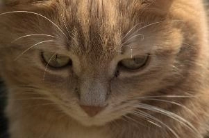 Amber-eyed ginger tomcat called Belis; portrait of face in sunlight, tom, cute, ginger, furry, pet, fur, animal, face, moggy, eyes, garden, amber, tabby, feline, cat, swiss, pretty, walenstadt, switzerland, fluffy, berschis, belis, beautiful,  portrait of face in sunlight